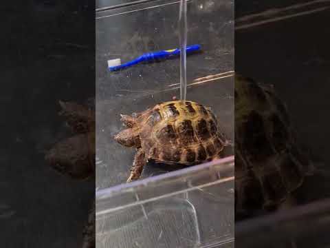 Video: Westerse geschilderde schildpad