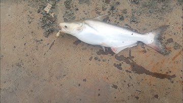 CÂU CÁ LĂNG ,  CÁ DA TRƠN SÔNG VÀM NAO |FISHING CATFISH RIVER VAM NAO