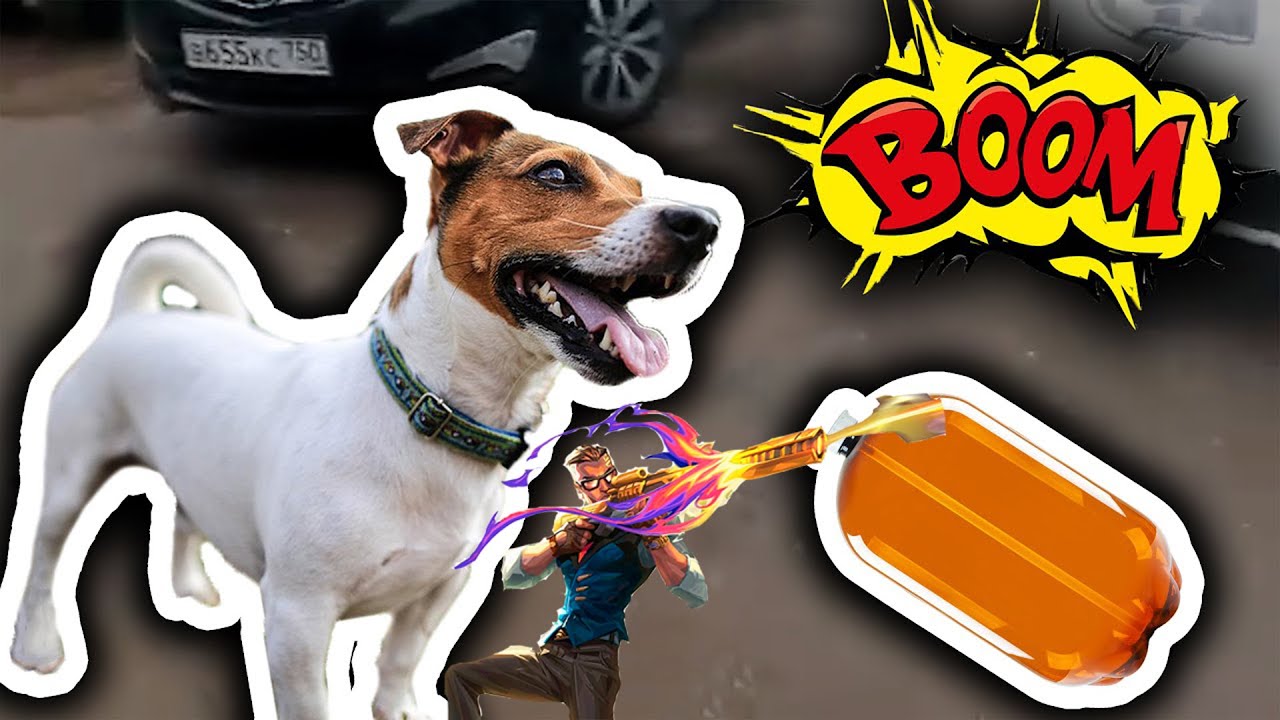 Кега и собака картинка