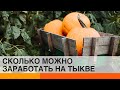 Шляпки и лодки. Какое применение в мире находят обычным тыквам? — ICTV