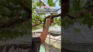 Download Lagu Pembersihan Kulit Mati Batang Anggur. . #anggurimport #batanganggur #pohonanggur MP3