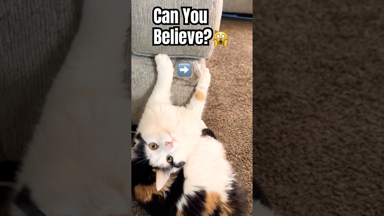 🙀Спешите ‼️Посмотрите, чем занимается этот кот! 