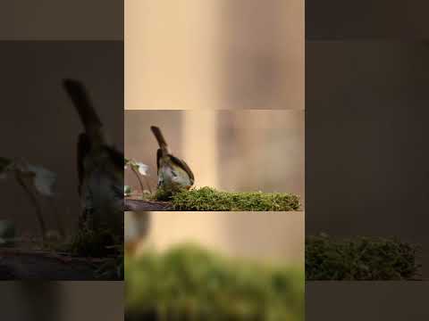 خواتيم سورة البقرة الشيخ سعد الغامدي Shorts 