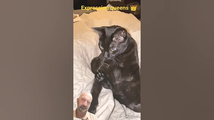 Watch the video about 😲 WOW reaction of cats 🙏🤣#shortsfeed#cat#funny#catlovers#cute#catshorts#shorts#funnycats#catreels