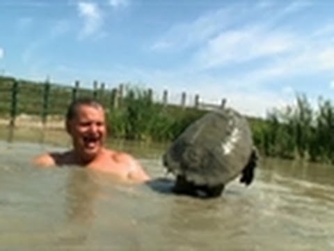 Bare-handing a Snapping Turtle | Call of the Wildman