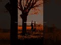 Love Nwantiti-Ckay| lyrics | Aesthetic | whatsapp Status | #shorts​ #ckay​ #lovenwantiti​ #trending​