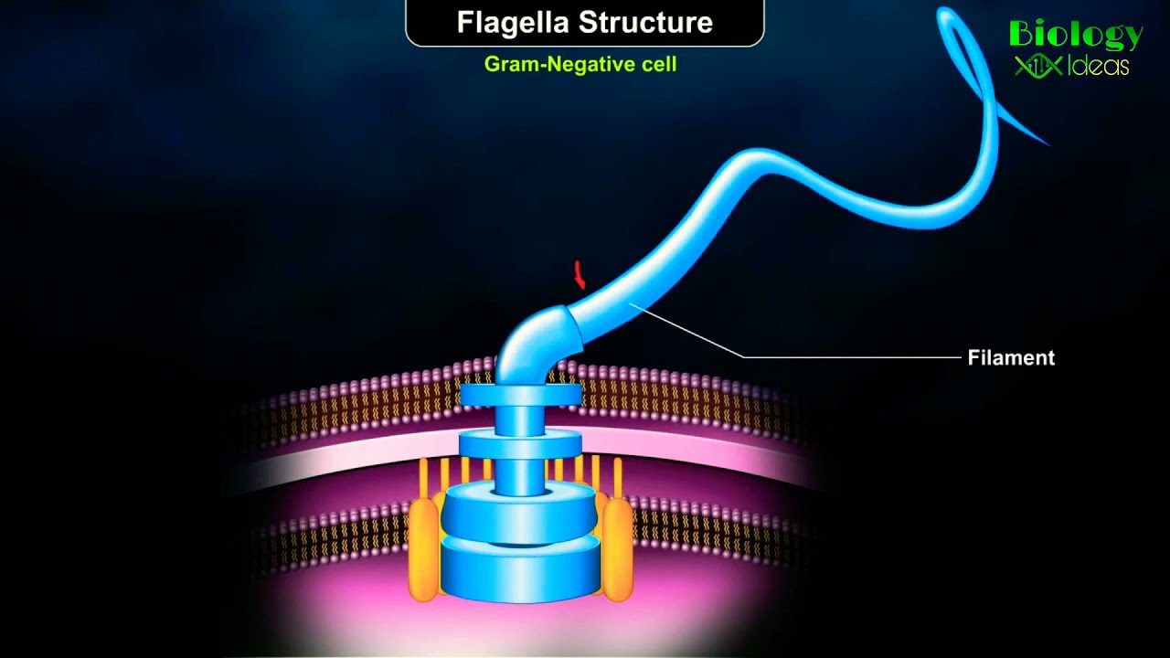 Flagella Animation Study | BiologyIdeas.com