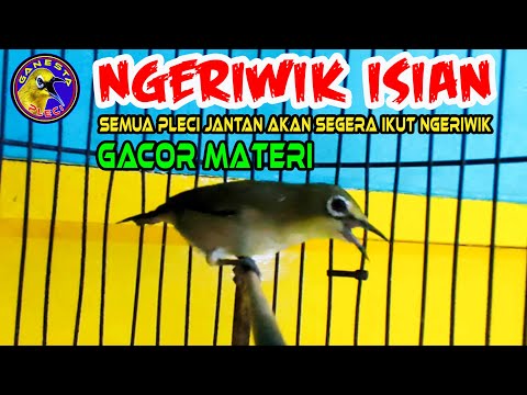 pleci pacitan ngeriwik pancingan buat pleci bahan agar cepat ngeriwik