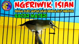 Suara Pleci NGERIWIK bongkar Isian memancing semua pleci jantan ikut Ngeriwik Gacor  #plecingeriwik