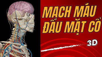 Mạch máu đầu mặt cổ trên mô hình 3D I Giải phẫu người 3D
