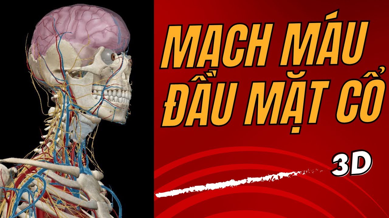 Mạch máu đầu mặt cổ trên mô hình 3D I Giải phẫu người 3D