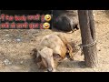 Main fair lovely lagati hoon   jaideep village vlog  