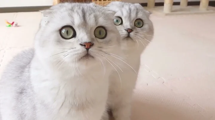 Watch the video about Baby Cats - Cute and Funny Cat Videos Compilation #3 | Cute Cat ABC