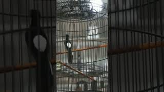 Download Lagu 1 nafas 2 Lagu. Raja Tega Memang Tega MP3