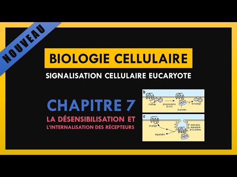 Vidéo: Qu'est-ce que l'internalisation des récepteurs ?