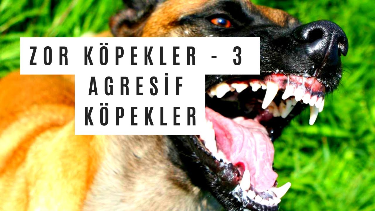 AGRESİF KÖPEKLER NASIL EĞİTİLİR? KÖPEĞİM ÇOK SALDIRGAN NASIL EĞİTİRİM? #saldırgan #agresif #köpek
