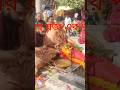 জুরানপুর এর কালী মায়ের যজ্ঞ এর পূর্বে পূজা#viral #amazing #education #devotional