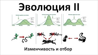 21. Эволюция часть II (9 или 10-11 класс) - биология, подготовка к ЕГЭ и ОГЭ 2022