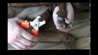 Nail Trimming Tutorial With Dr. Buzby!