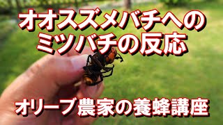 二ホンミツバチの巣箱にオオスズメバチがやってきた！