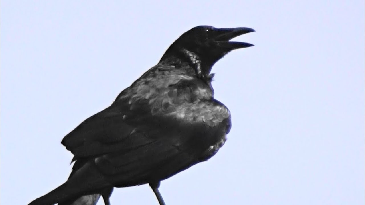 カラス、鴉、#crow - YouTube