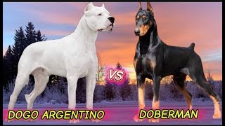 PERTARUNGAN ANJING PEMBURU & PENJAGA‼️DOGO ARGENTINO VS DOBERMAN PINSCHER, MANA YANG LEBIH GANAS⁉️
