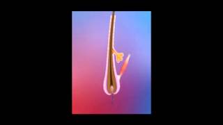 fue-sac-ekimi.avi