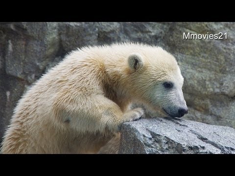 ホッキョクグマ親子 クルミとミルクの授乳タイム(男鹿水族館GAO