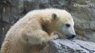 ホッキョクグマ親子　クルミとミルクの授乳タイム(男鹿水族館GAO)