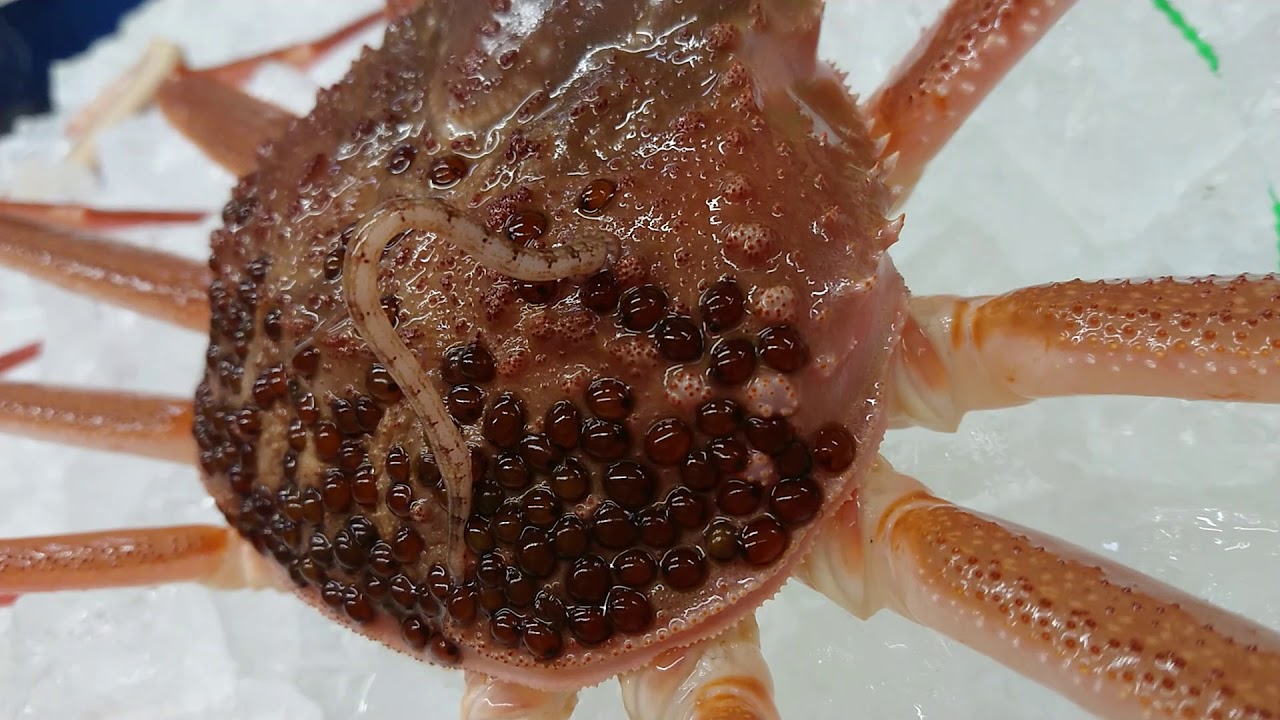 カニの甲羅の黒いのは これの卵 カニヒル 閲覧注意 Youtube