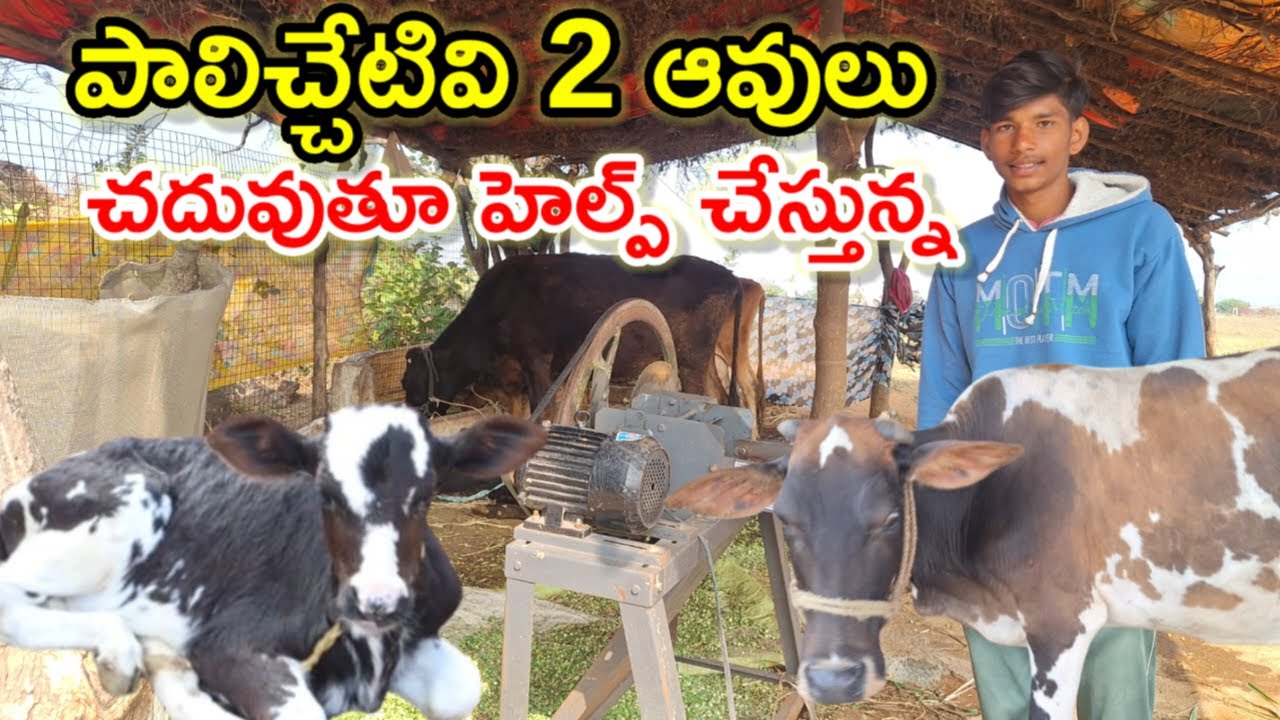 చదువుకుంటూ అమ్మానాన్నలకు హెల్ప్ small young dairy farmer in dairy farm @MalleshAdla