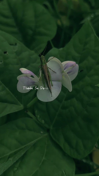 Main Aur Tum lyrics status short video #love #shorts #trending #song #viral