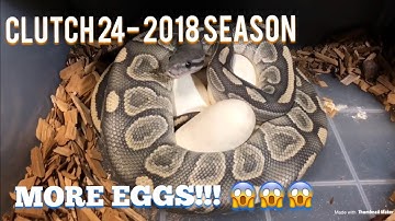 #ballpythons #trigg #reptiles CLUTCH 24:  Update on my huffman HOLDBACKS!!!