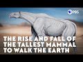 The Rise and Fall of the Tallest Mammal to Walk the Earth