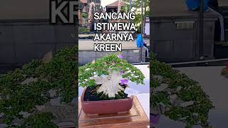SANCANG ISTIMEWA, AKARNYA KREEN PREDIKAT BEST TEN@mahkotabonsai#shorts#bonsai#viral