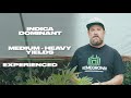 Triangle Kush Strain (A review by Eric Brandstad) Homegrown Cannabis Co.