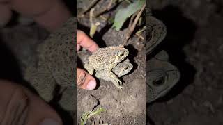 Two big frog for fun | catch a toad funny | catch fly frogs | jumping fun fun