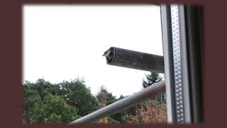 Blue Tit in Scaffolding