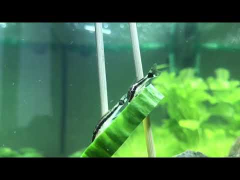Do Dwarf Gouramis Eat Algae