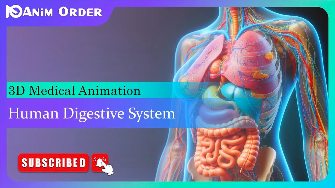 Human Digestive System | 3D medical animation by Animorder.com | 2025 ...