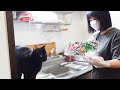釣れた魚で猫と晩酌!