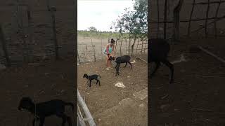 Pegando Ovelha Para D Mama Borrega