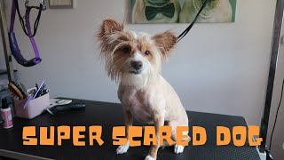 SATISFAYING SHAVEDOWN OF BEAUTIFUL DOG | RURAL DOG GROOMING by Rural Dog Grooming 436 views 8 months ago 25 minutes