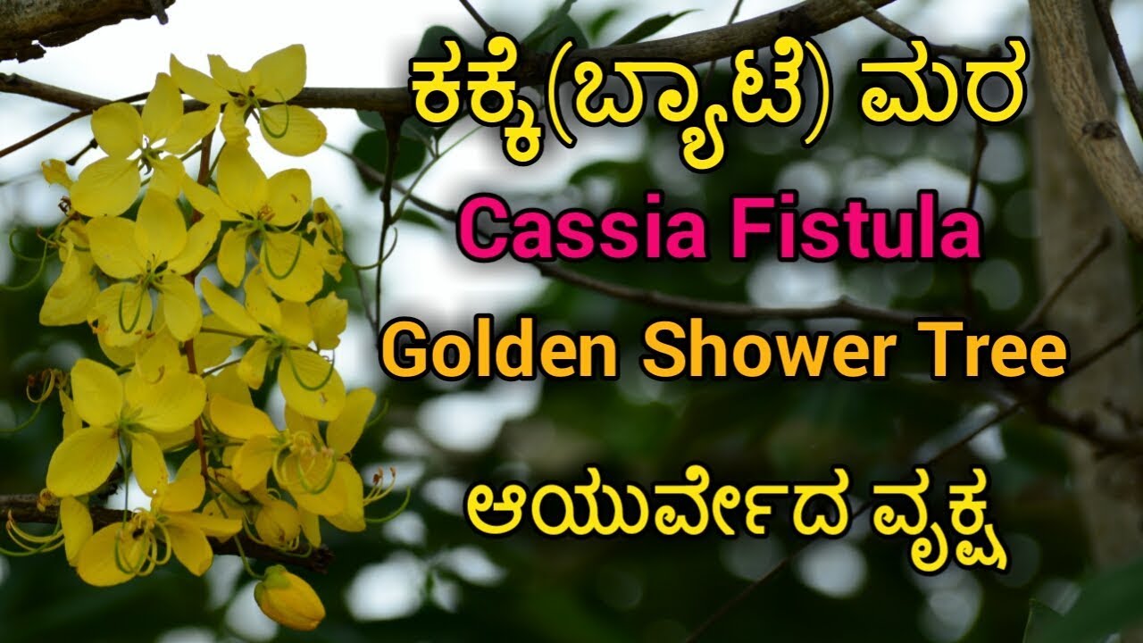 ಕಕ್ಕೆ ಗಿಡ(ಬ್ಯಾಟೆ ಮರ), Golden Shower Tree, Cassia Fistula