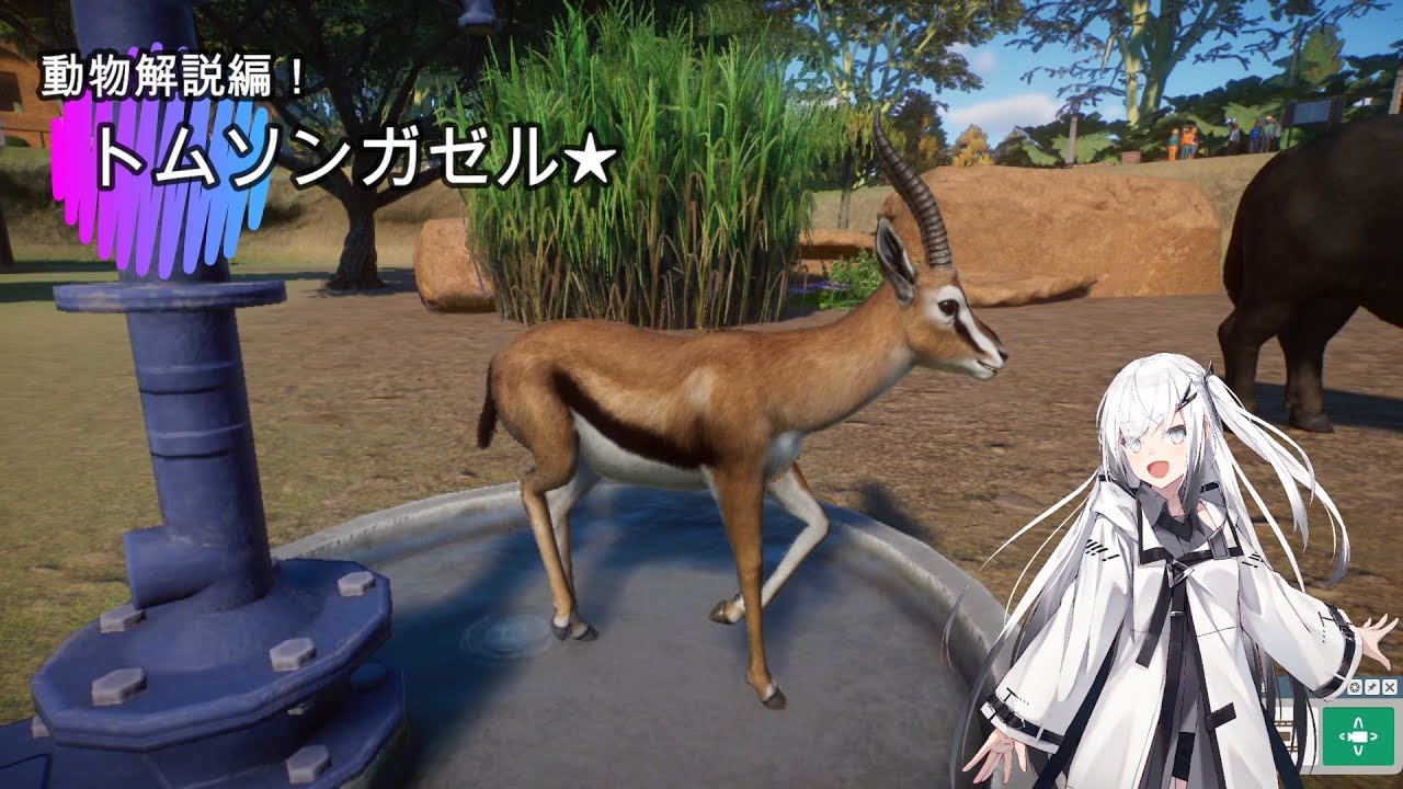 プラネットズー動物解説編！トムソンガゼル☆ - YouTube