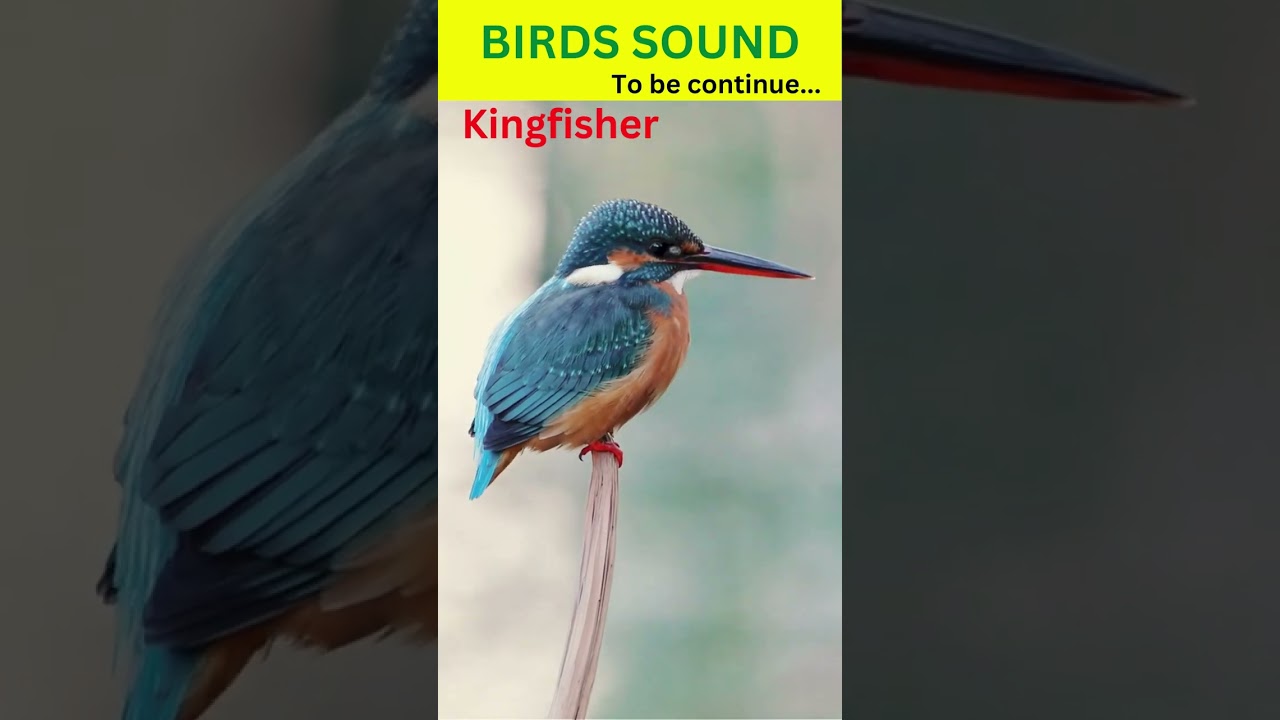 Kingfisher Sound | Kingfisher Call | Cute Kingfisher 