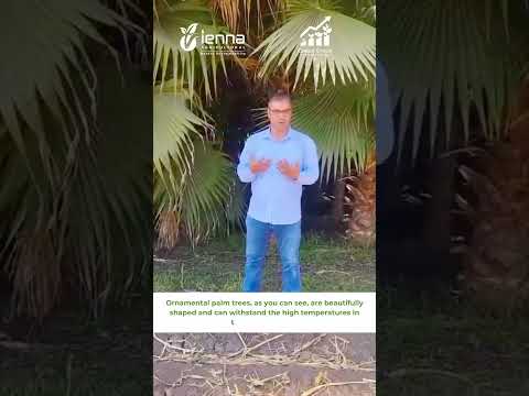       نخيل واشنطنيا من مصر إلى الإمارات العربية المتحدة