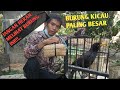 Unboxing Burung Kicau Merdu Sebesar Monster Mp3 - Mp4 Download
