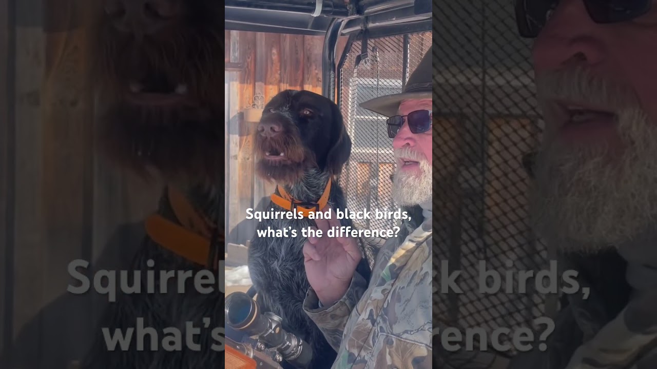 Вот вам и одарённый и талантливый немецкий дратхаар!