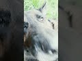 Koda 